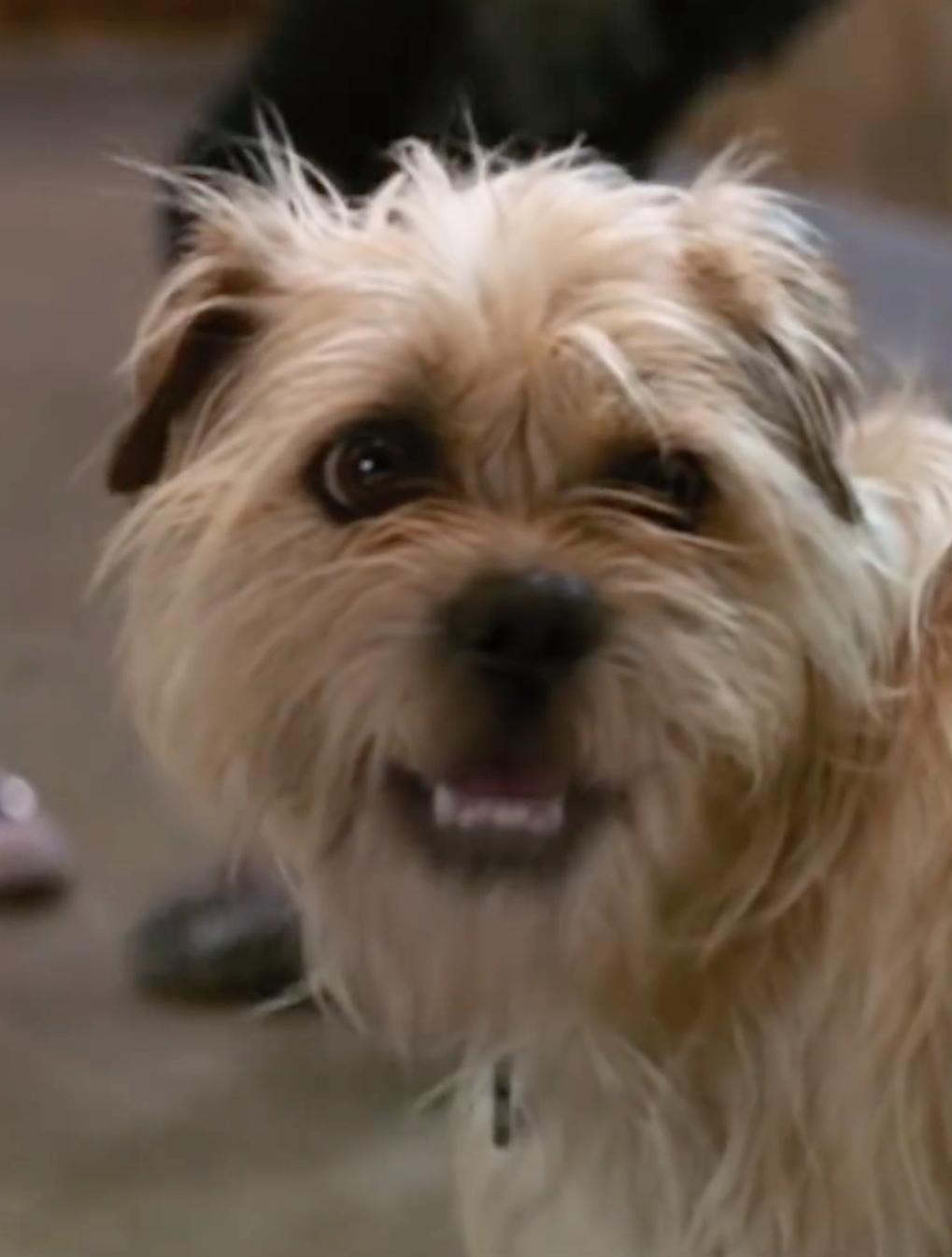 actor Elmo large photo