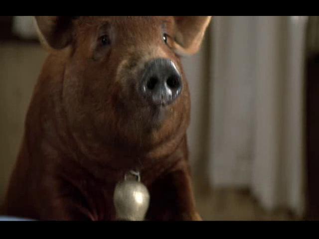 actor Misery the Pig large photo