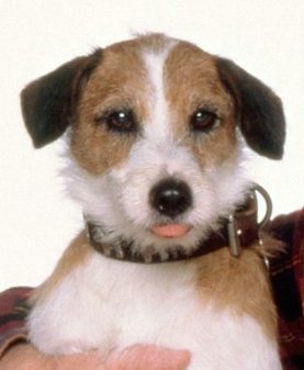 actor Moose large photo