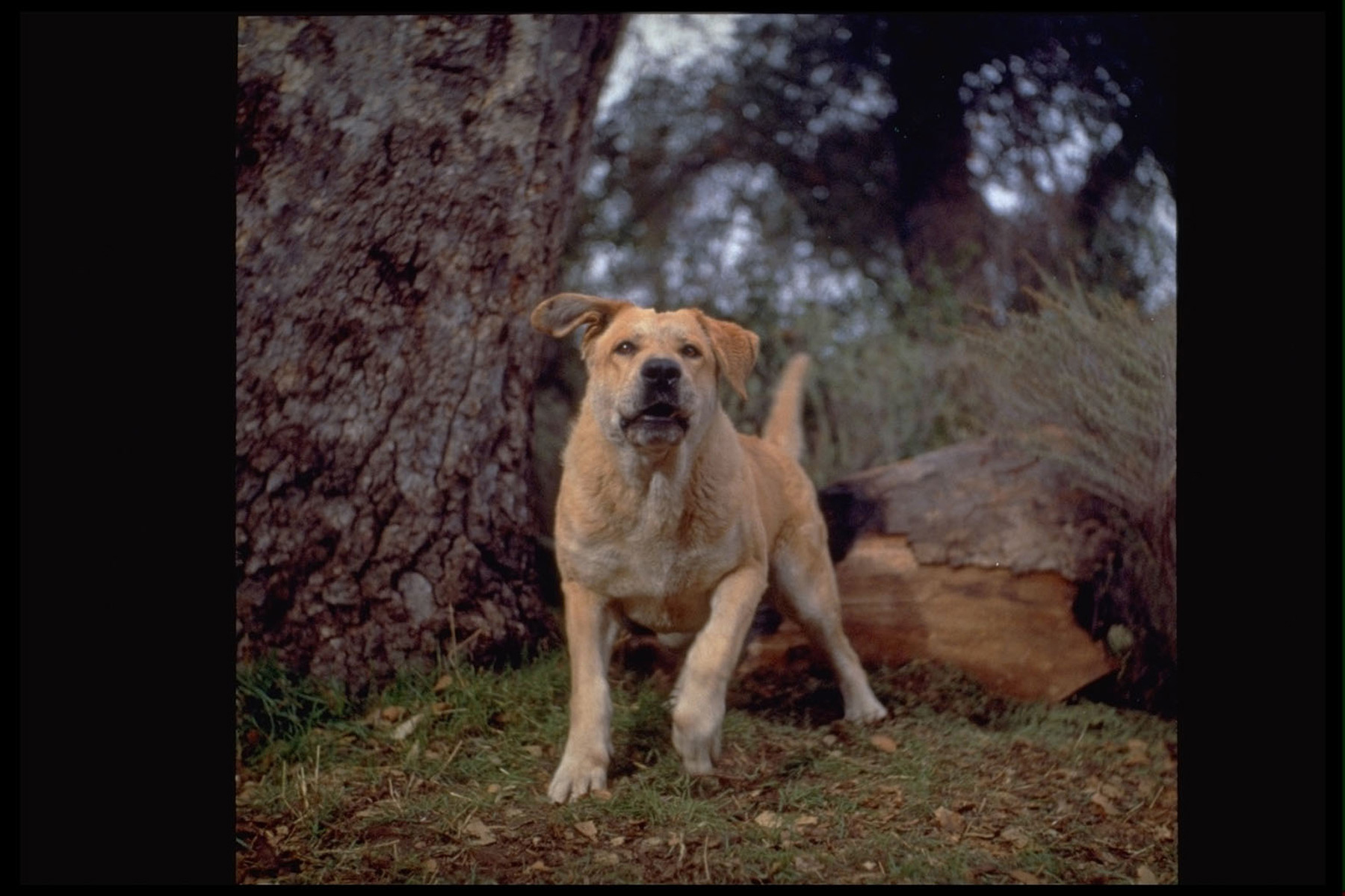 actor Spike large photo