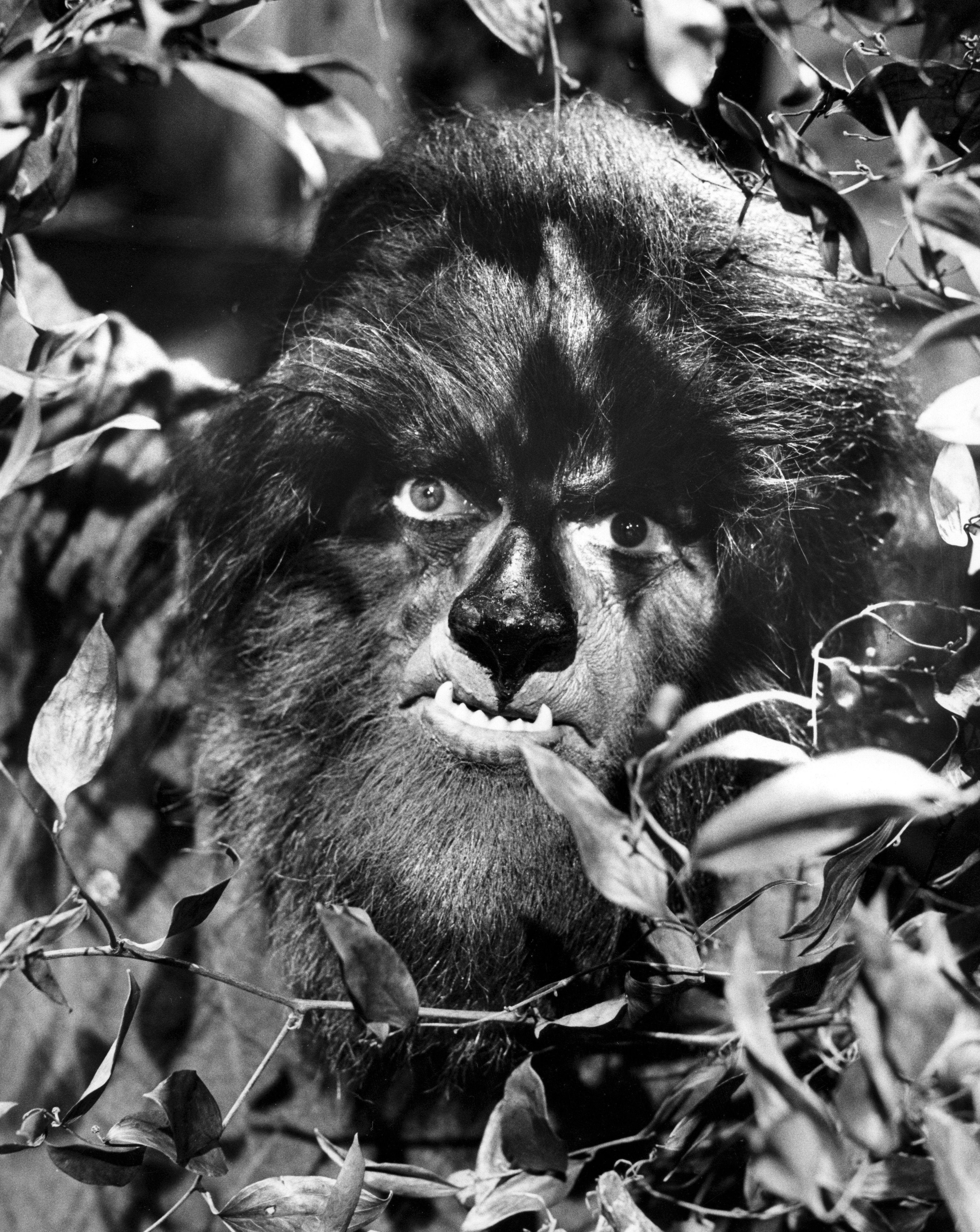 actor Alex Stevens large photo