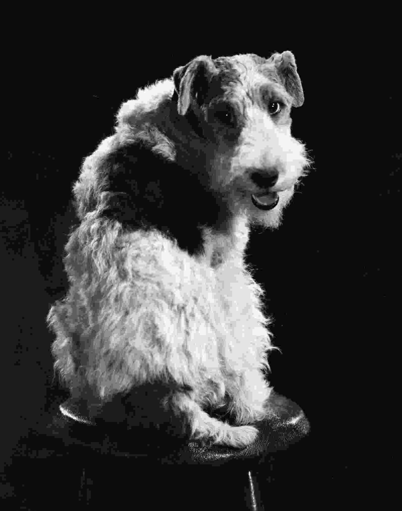 actor Asta large photo