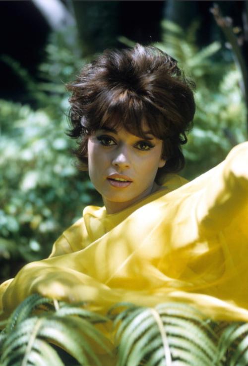 actor Fran Jeffries large photo