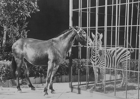 actor Molly large photo