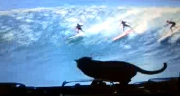 actor Syn Cat large photo