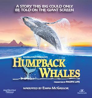 Humpback Whales [Version française]
