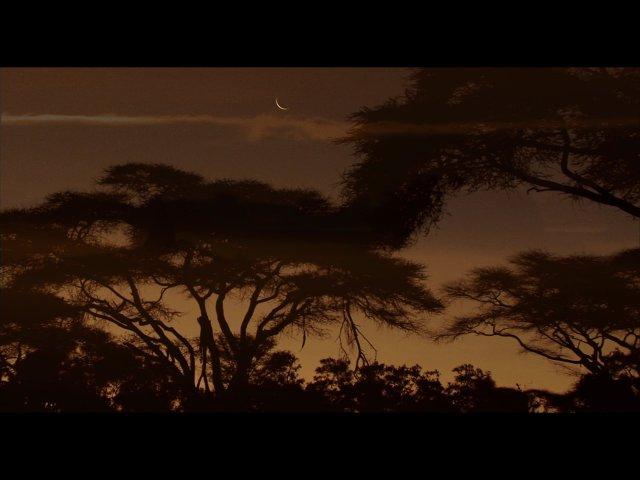 The Last Lions