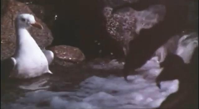 Jonathan Livingston Seagull