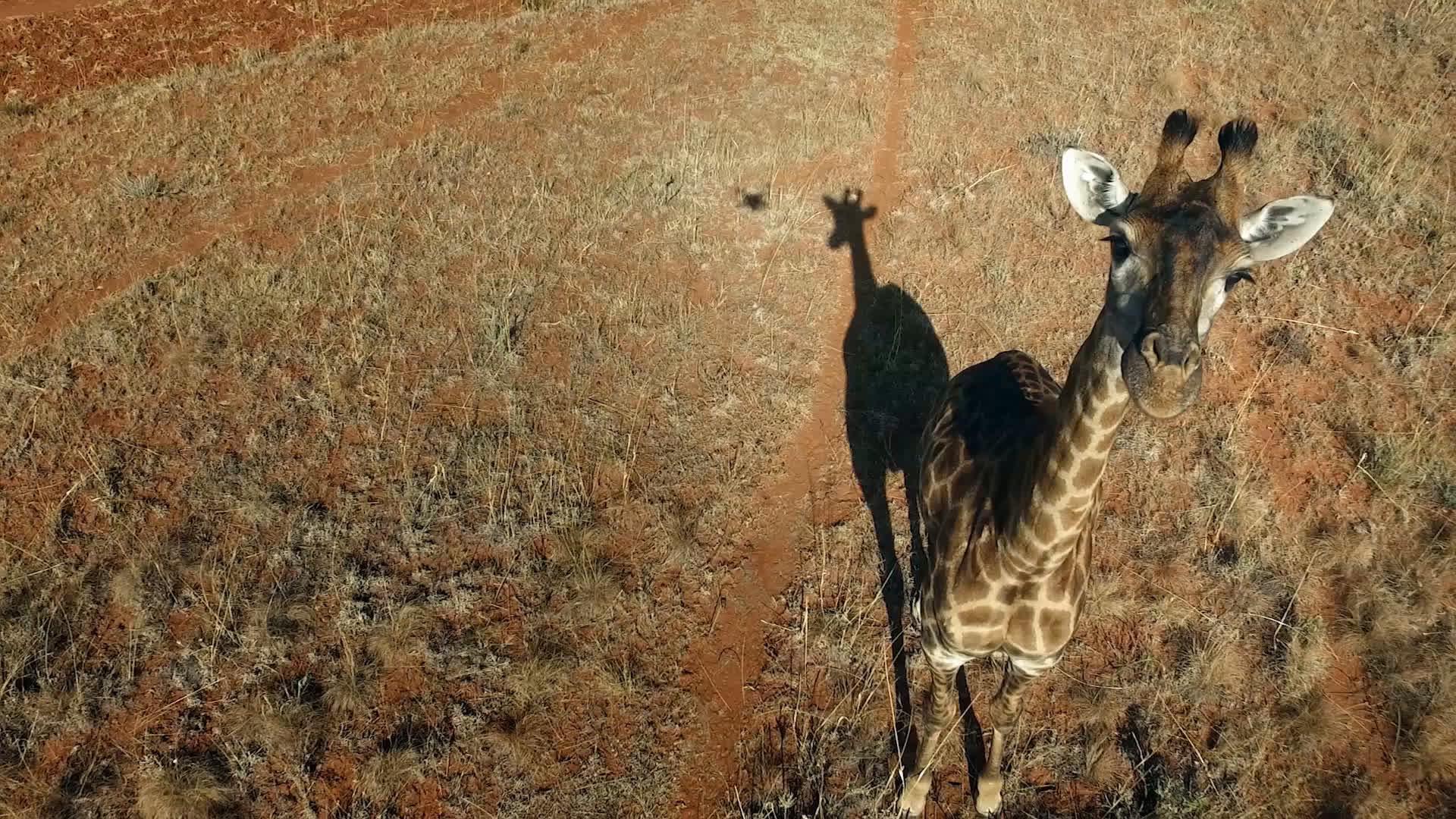 The Woman Who Loves Giraffes