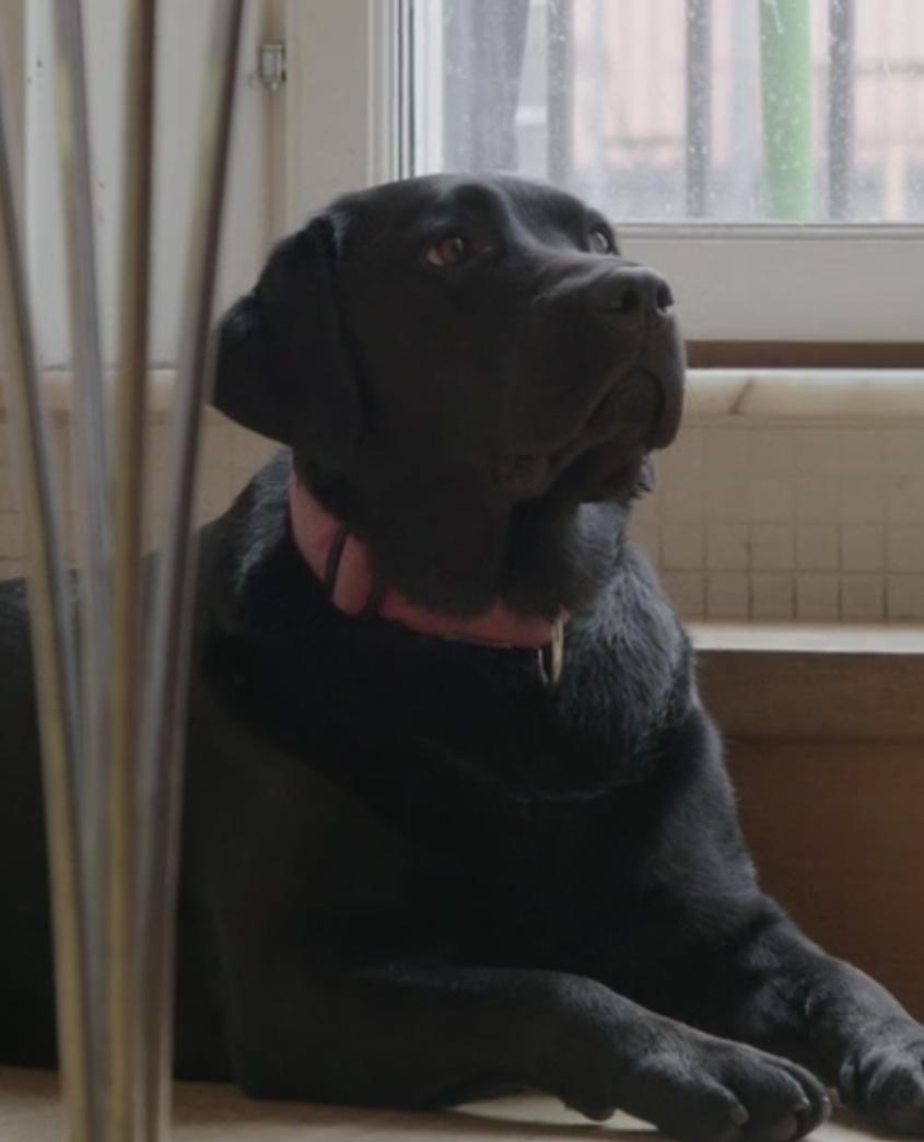 actor Roxy large photo