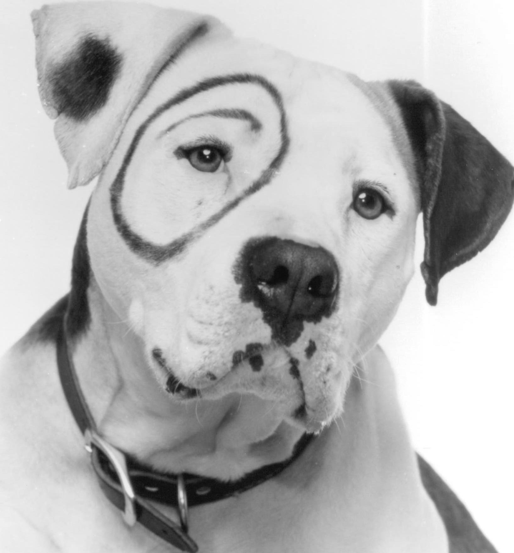 actor Petey large photo