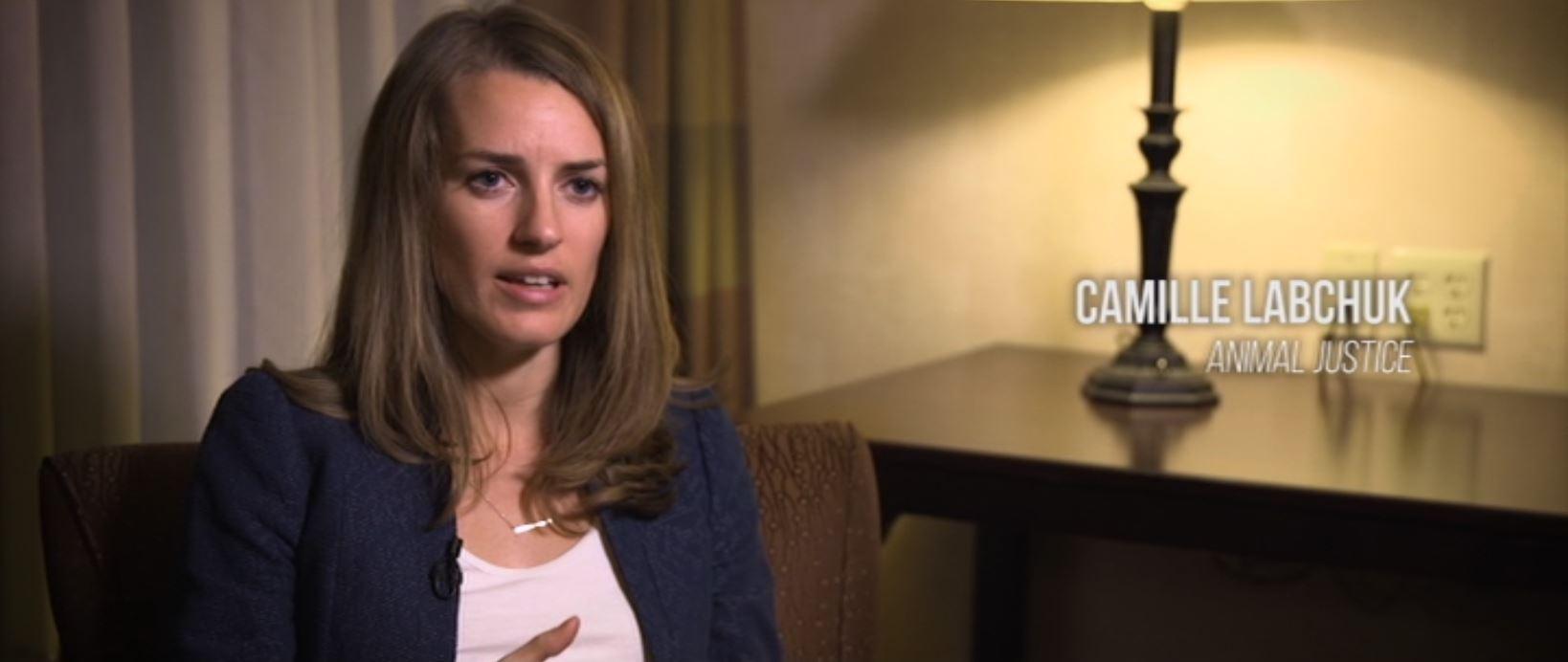 actor Camille Labchuk large photo