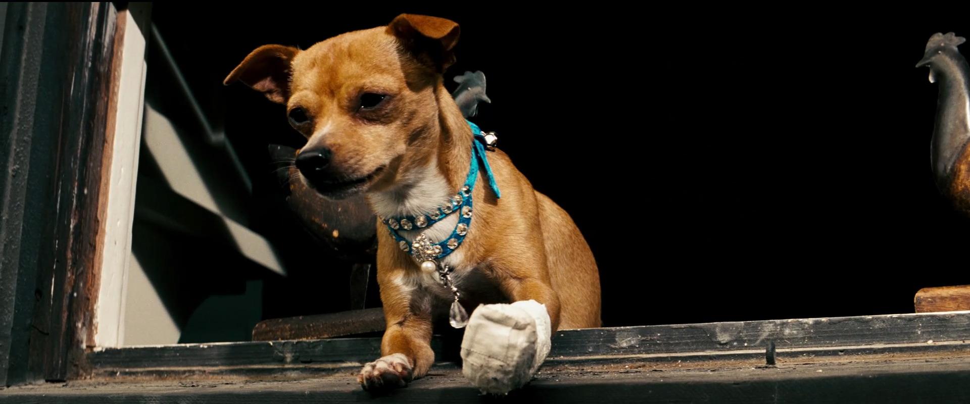 actor Chester the Chihuahua large photo