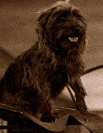 actor Terry large photo