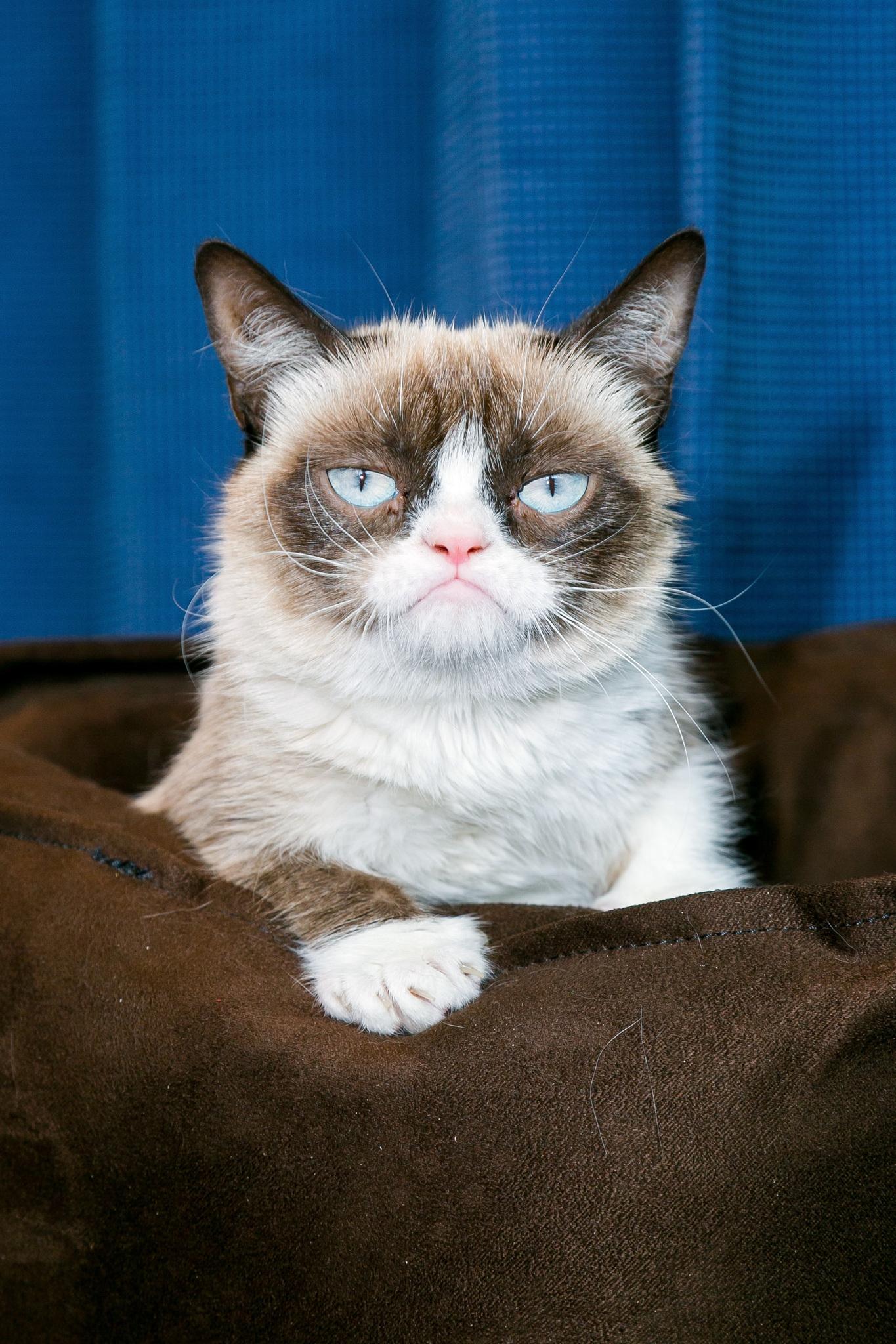 actor Grumpy Cat large photo
