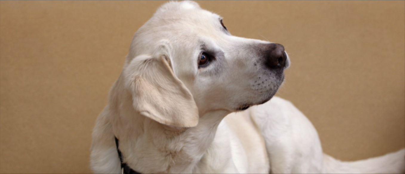 actor Riley the Dog large photo