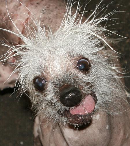actor Rascal The World's Ugliest Dog large photo