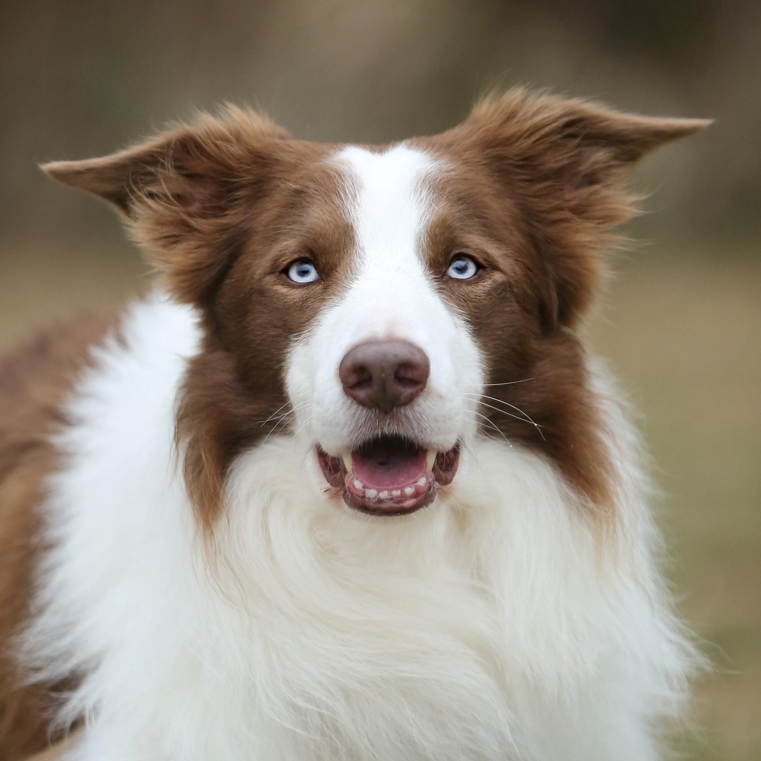 actor Dog Trainer Kim Crenshaw large photo