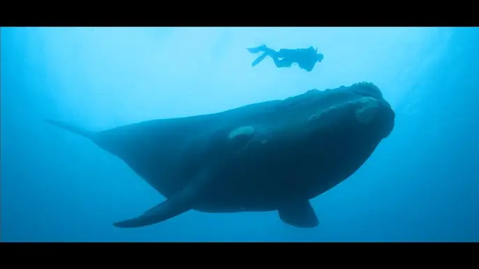 Entangled: The Race to Save Right Whales from Extinction