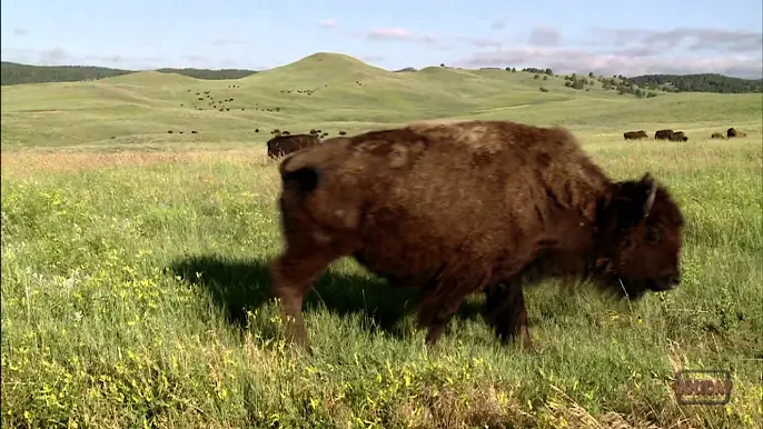 Scenic National Parks: Mt. Rushmore & the Black Hills