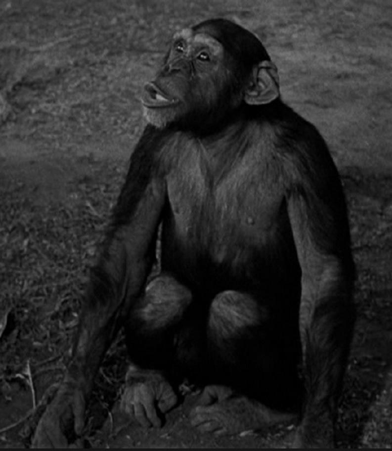 Tamba