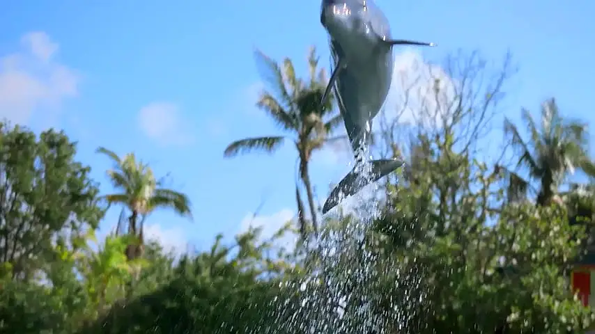Dolphin Kick
