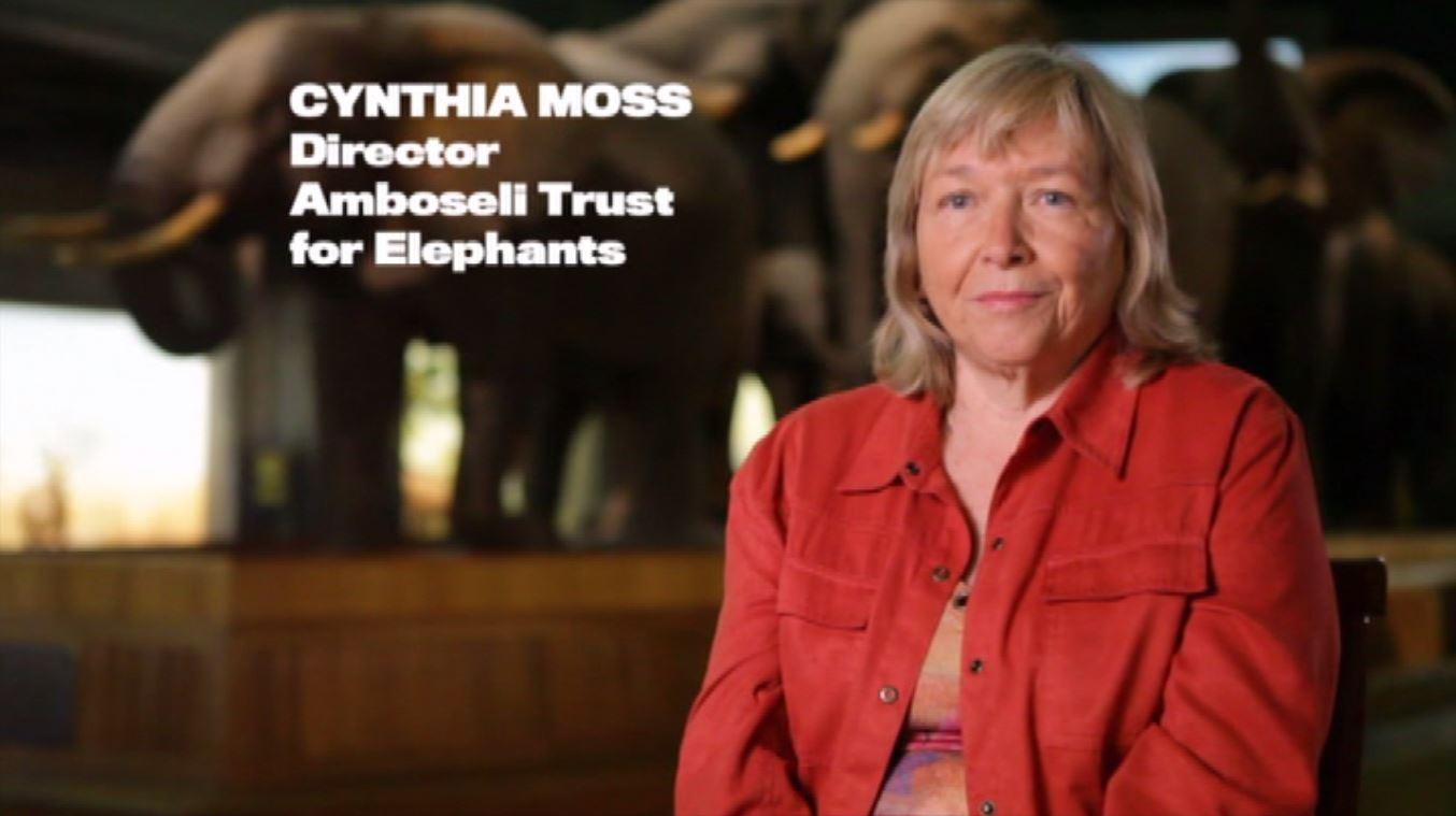 actor Cynthia Moss large photo