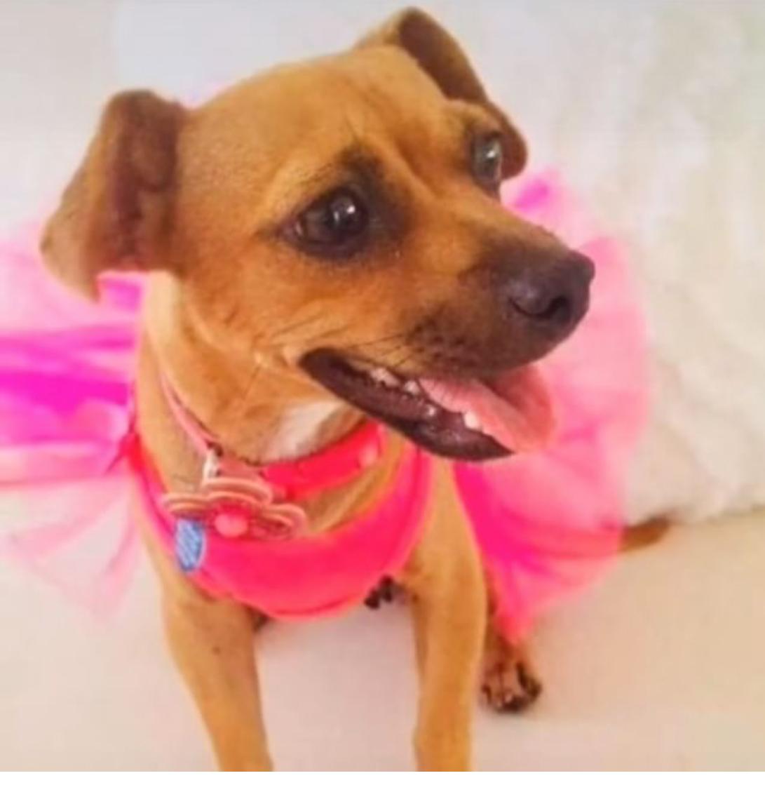 actor Salsa large photo