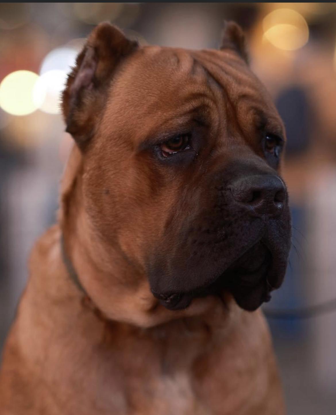 actor Pac Williams large photo