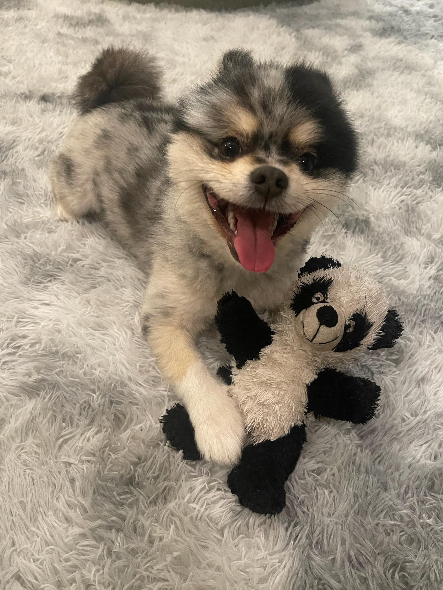 actor Gizmo Nolan large photo