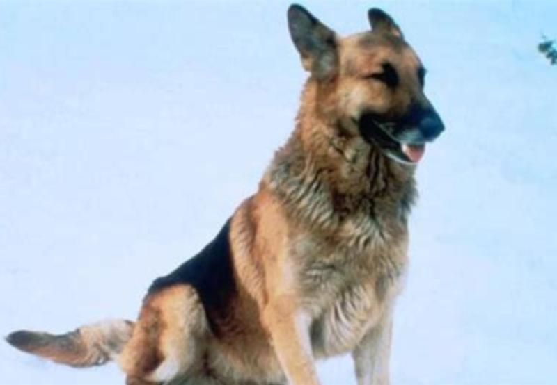 actor Heinrich large photo