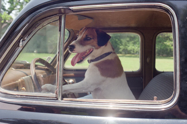 actor Enzo large photo