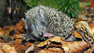 Year of the Hedgehog [Russian]