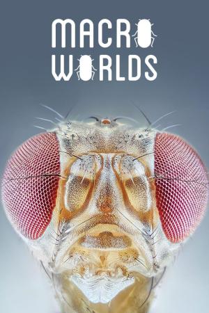 Macro Worlds [Russian]