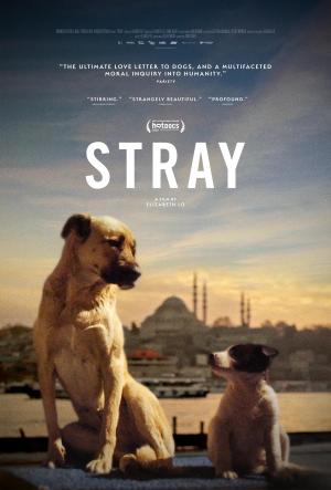 Stray [Indonesian]