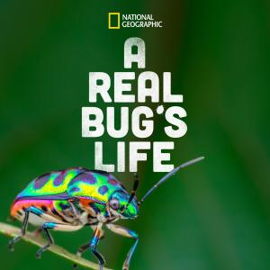 A Real Bug's Life [Russian]