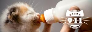 Kitty 911