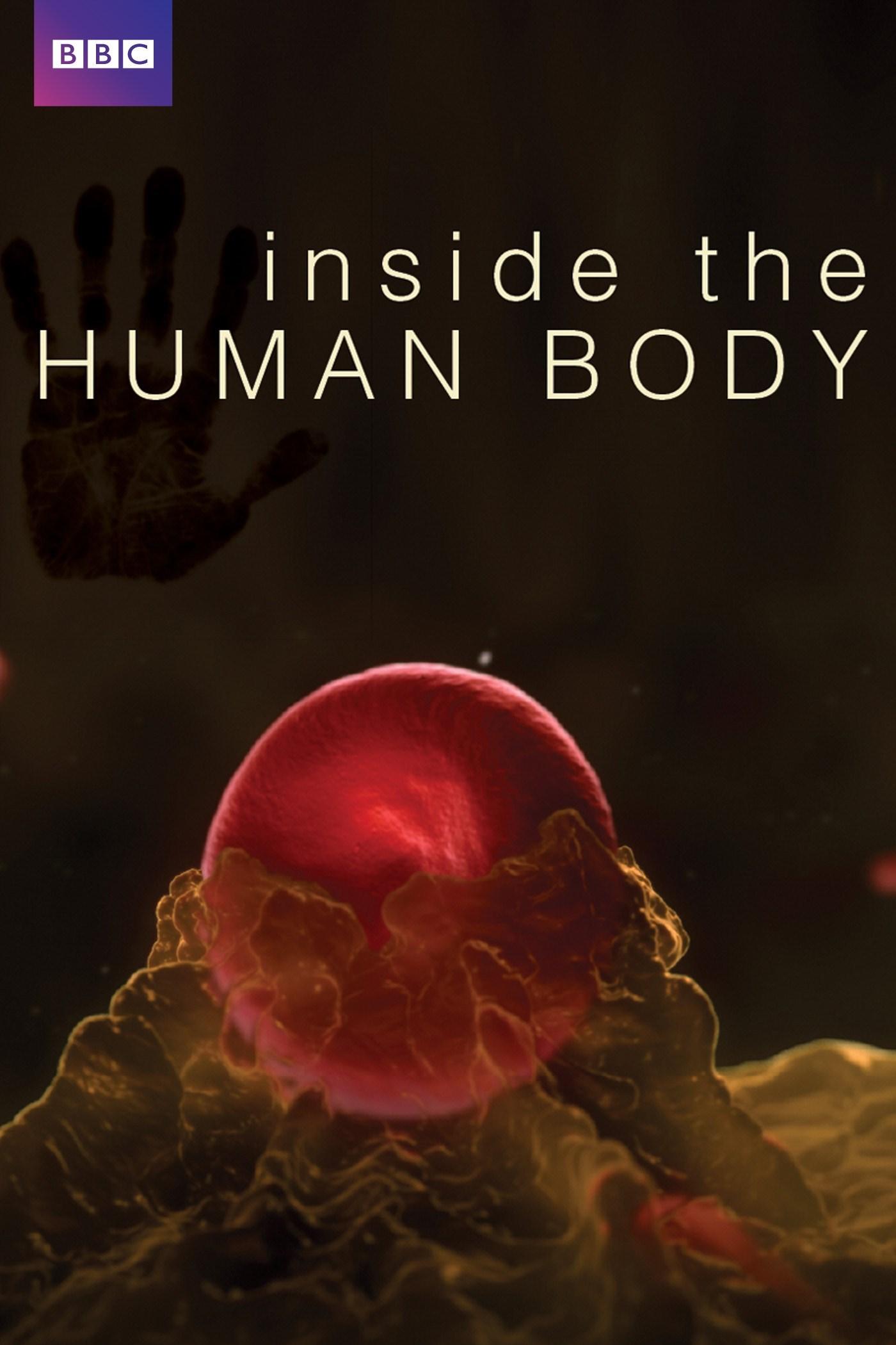 Inside the Human Body background
