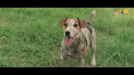 Trailer thumbnail
