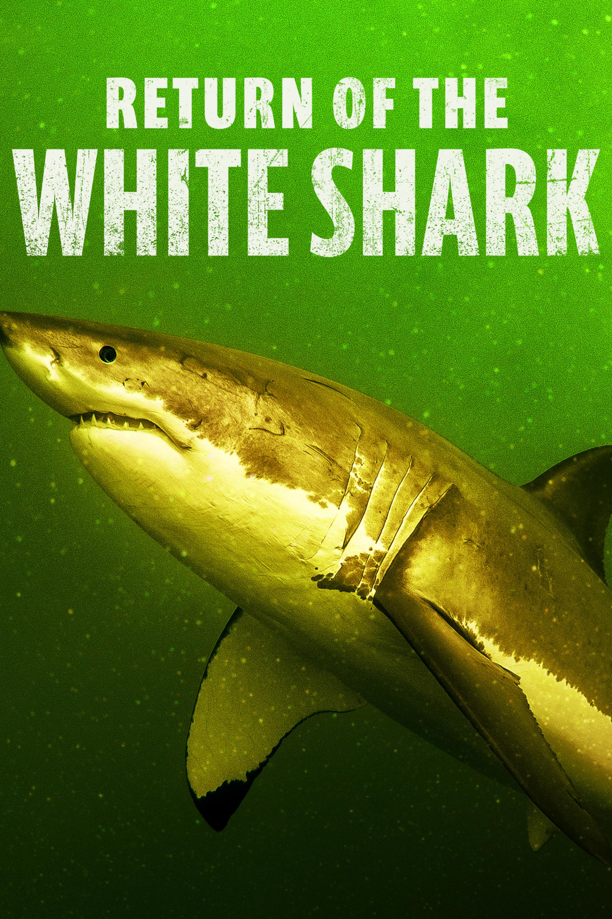Return of the White Shark (2023) | Watch on Movi47