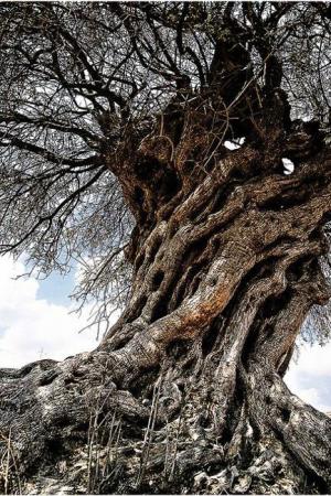Oak [Russian]