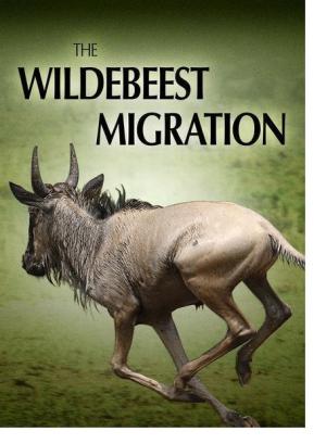 The Wildebeest Migration [Kurdish]
