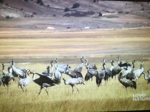 Wild Iberia