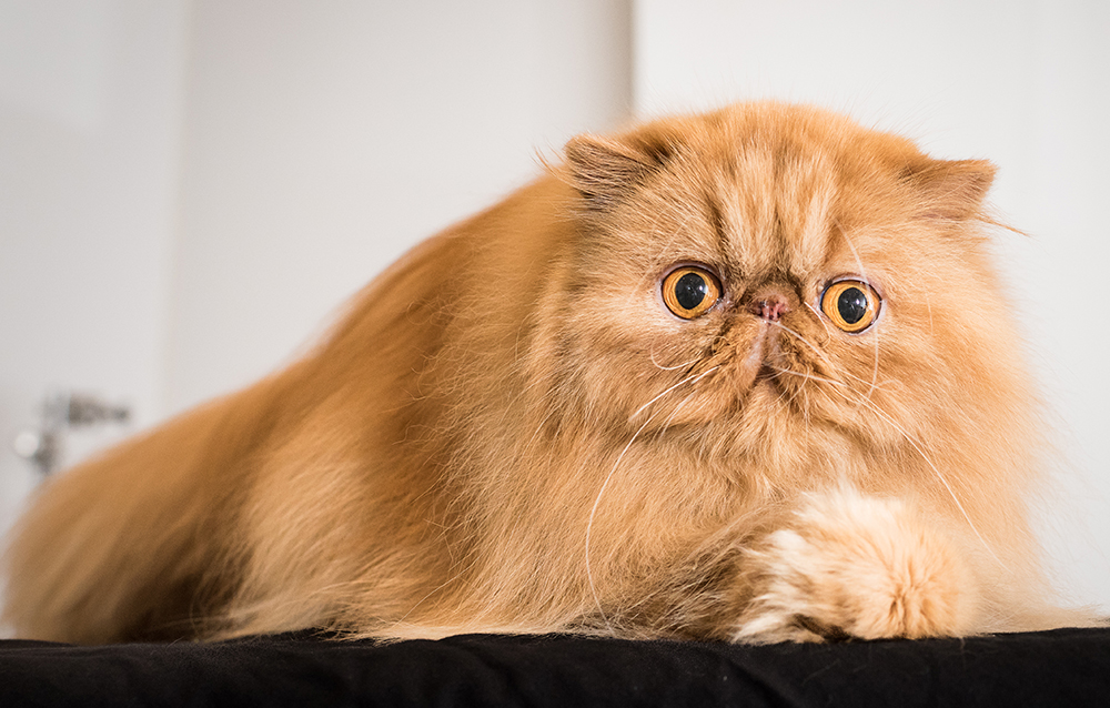 actor Oh La La large photo