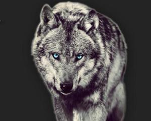 Coyote [ترجمة عربية]