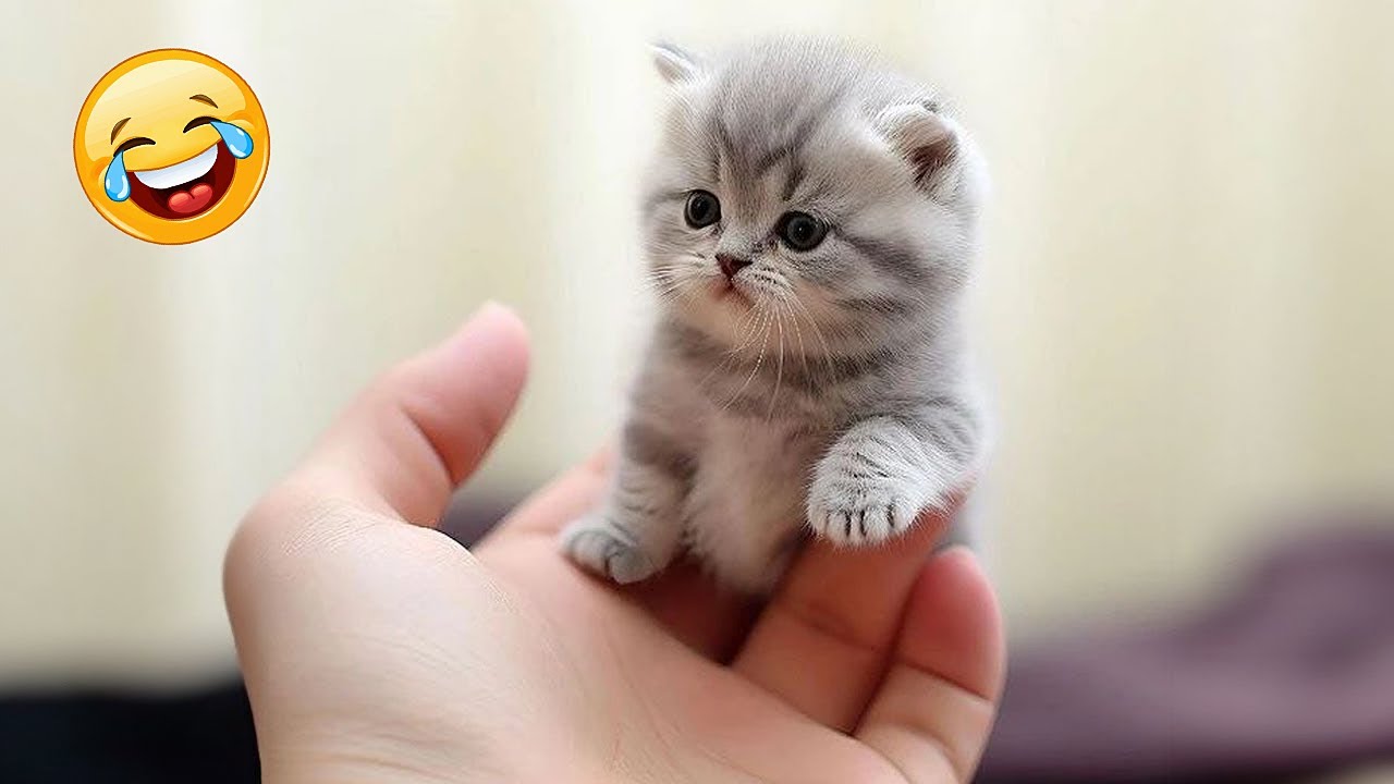 1 Hour Trending Funny Animals Funniest Cats and Dogs