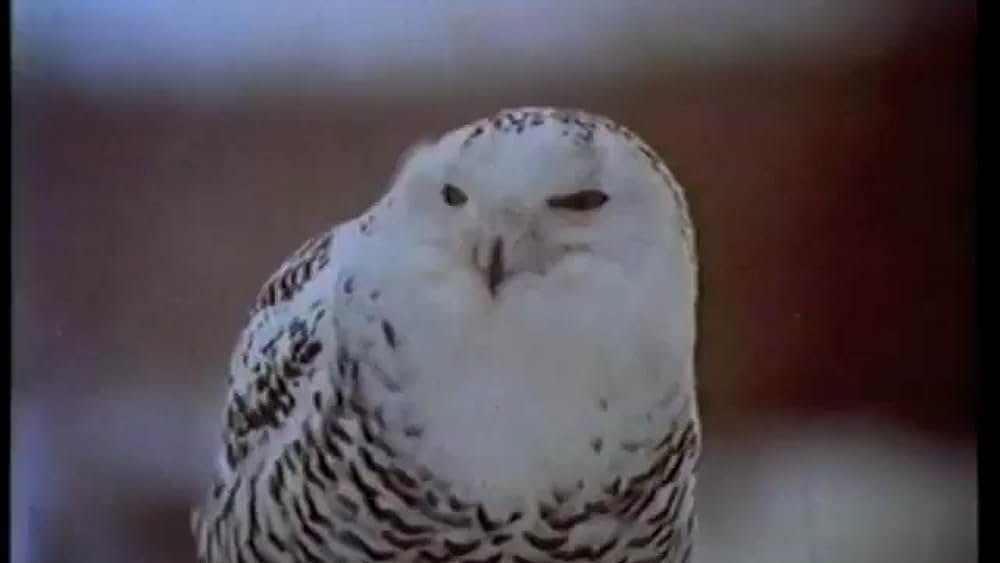 actor Brenda Cavendish large photo