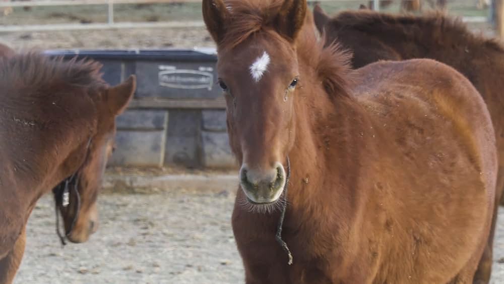actor Akuyoe Graham large photo