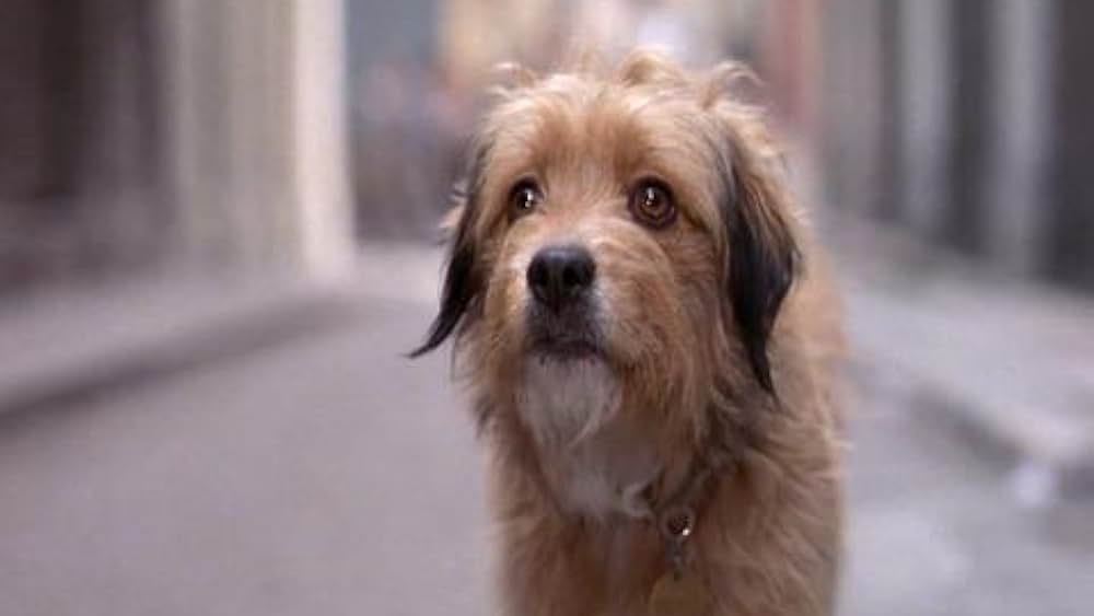 actor Allen Fiuzat large photo