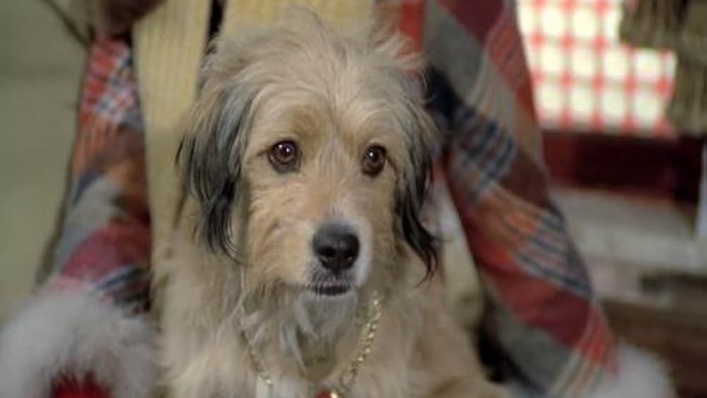 actor Patsy Garrett large photo